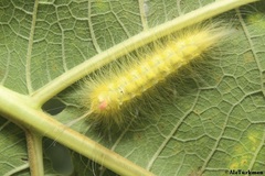 Apatelodidae