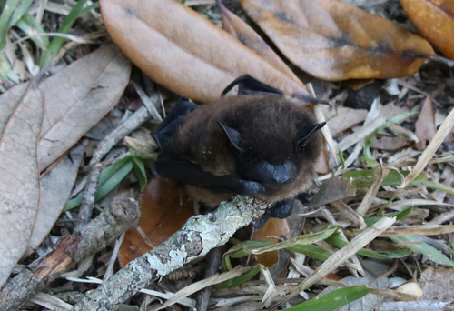 Evening Bat (Nycticeius humeralis), a species recorded in Illinois