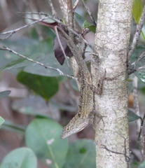 Anolis sagrei