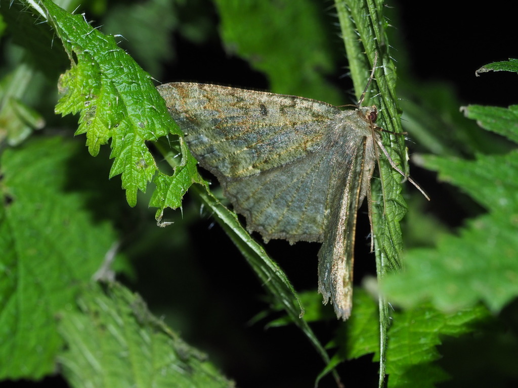 Gnophos caenosa