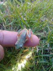 Hyla walkeri