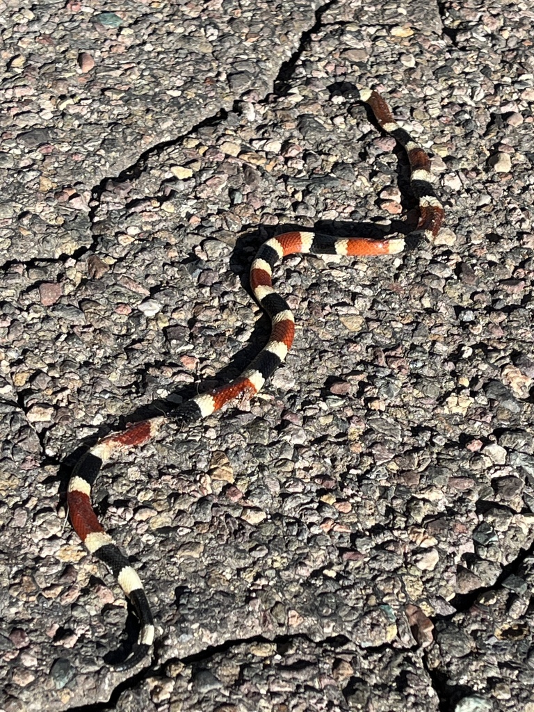 Sonoran coralsnake crossing pavement