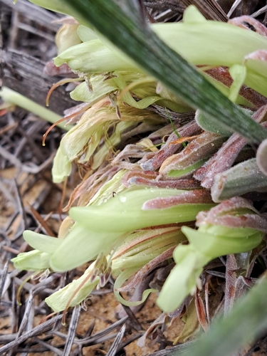 Leptosema tomentosum, 2025-09-13