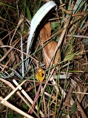 Dendropsophus bifurcus