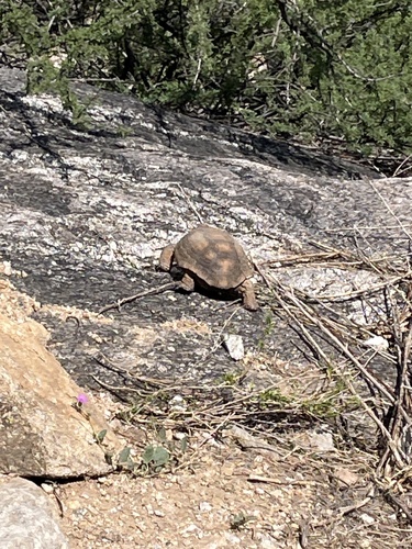 Morafka’s Desert Tortoise, Gopherus morafkai