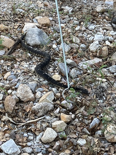 Arizona Black Rattlesnake