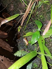 Dendropsophus sarayacuensis