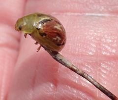 Paropsisterna obliterata