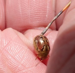 Paropsisterna obliterata