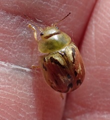 Paropsisterna obliterata