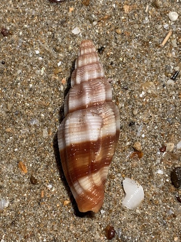 Vexillum rugosum observed 2025-09-13