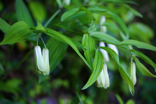 Disporum sessile iNat (2)