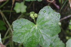 Hydrocotyle nepalensis