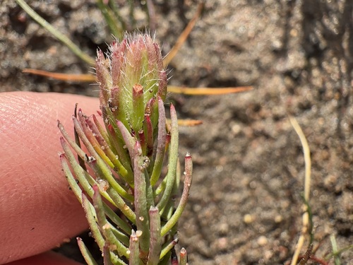 Leucadendron laxum, photograph 6