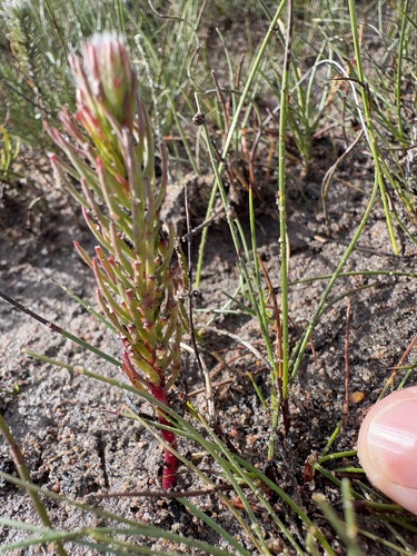 Leucadendron laxum, photograph 5