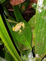 Boana cinerascens