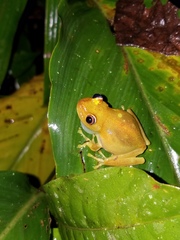 Boana cinerascens