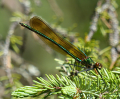Calopteryx amata