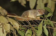Lowland Ringtail photo 2