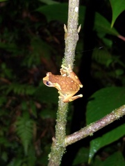 Dendropsophus sarayacuensis