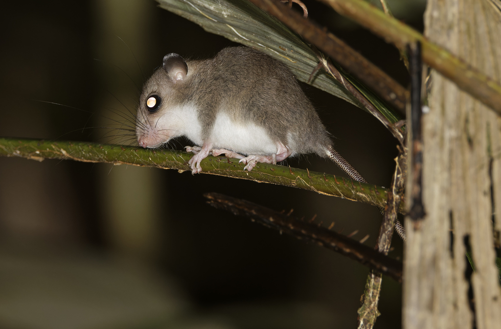 Bruijn s Pogonomelomys (Pogonomelomys bruijni)