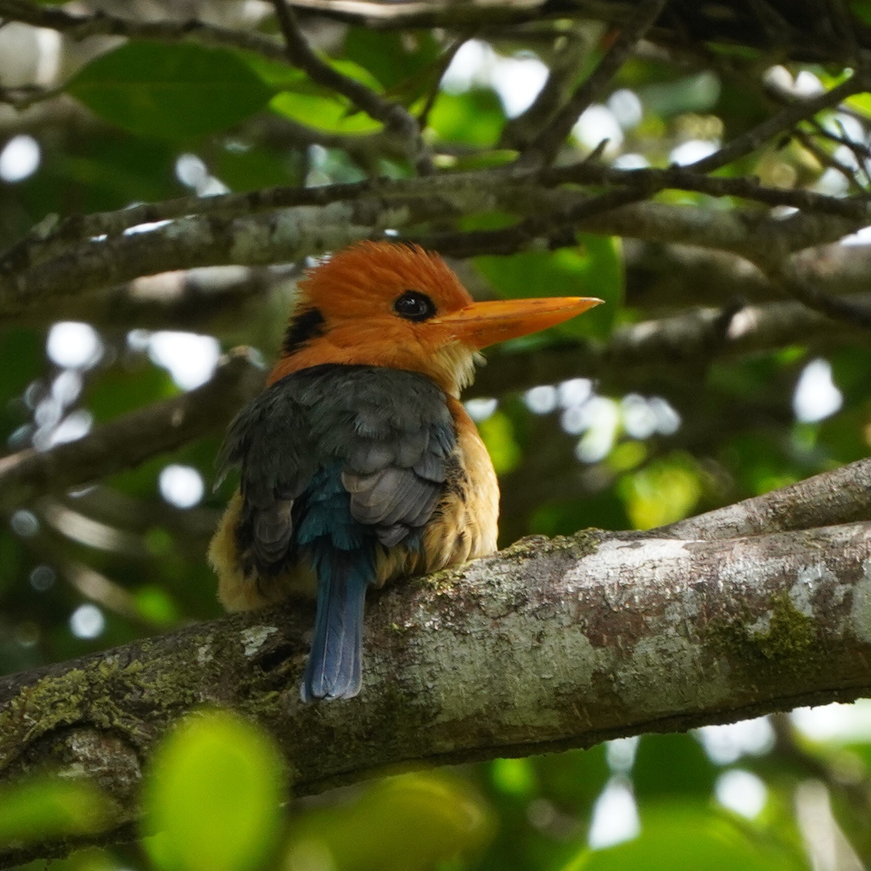 Yellow-billed Kingfisher (Syma torotoro), photo 1