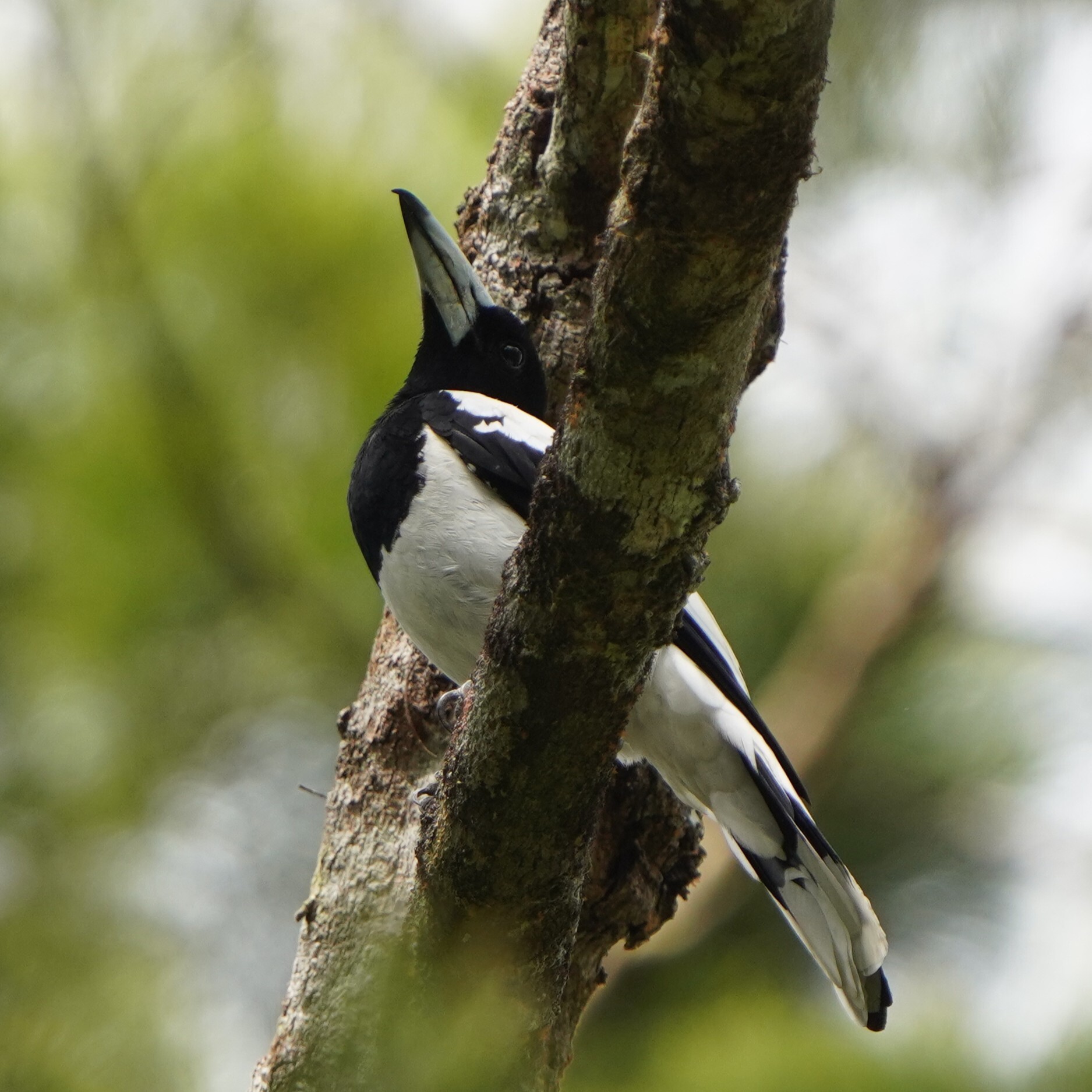 Hooded Butcherbird (Cracticus cassicus), photo 8