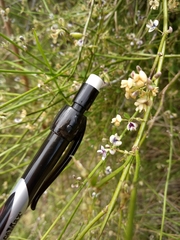 Carmichaelia torulosa