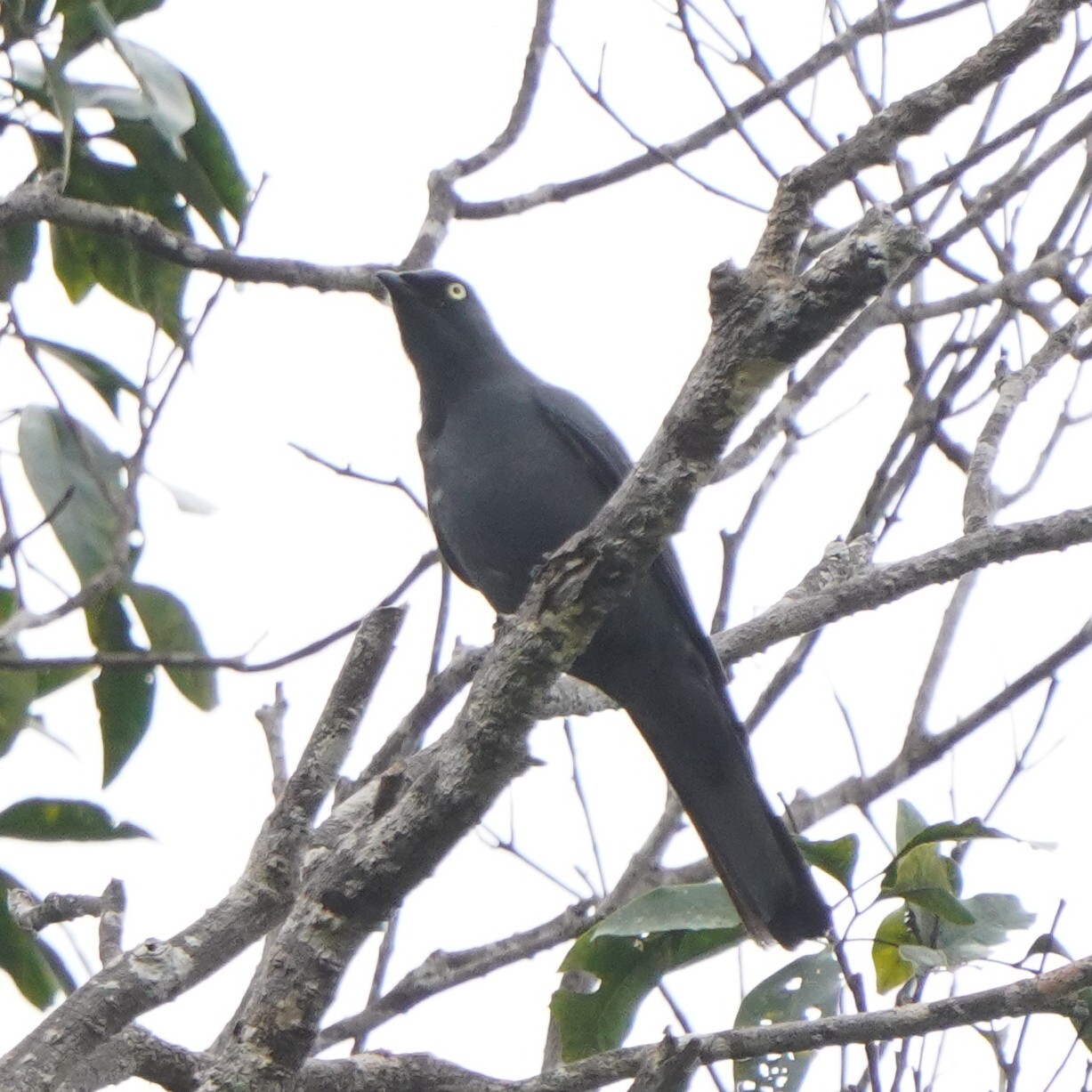 Barred Cuckooshrike (Coracina lineata), photo 8