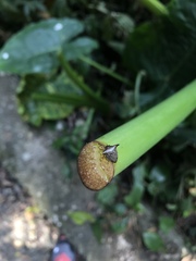 Alcimocoris japonensis