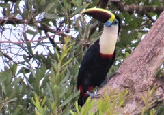 White-Throated Toucan photo 2