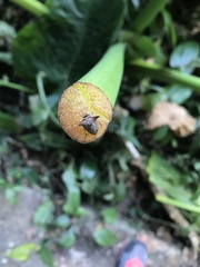 Alcimocoris japonensis