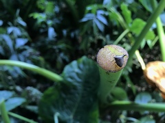 Alcimocoris japonensis