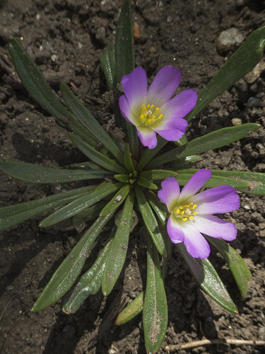 Calandrinia colchaguensis