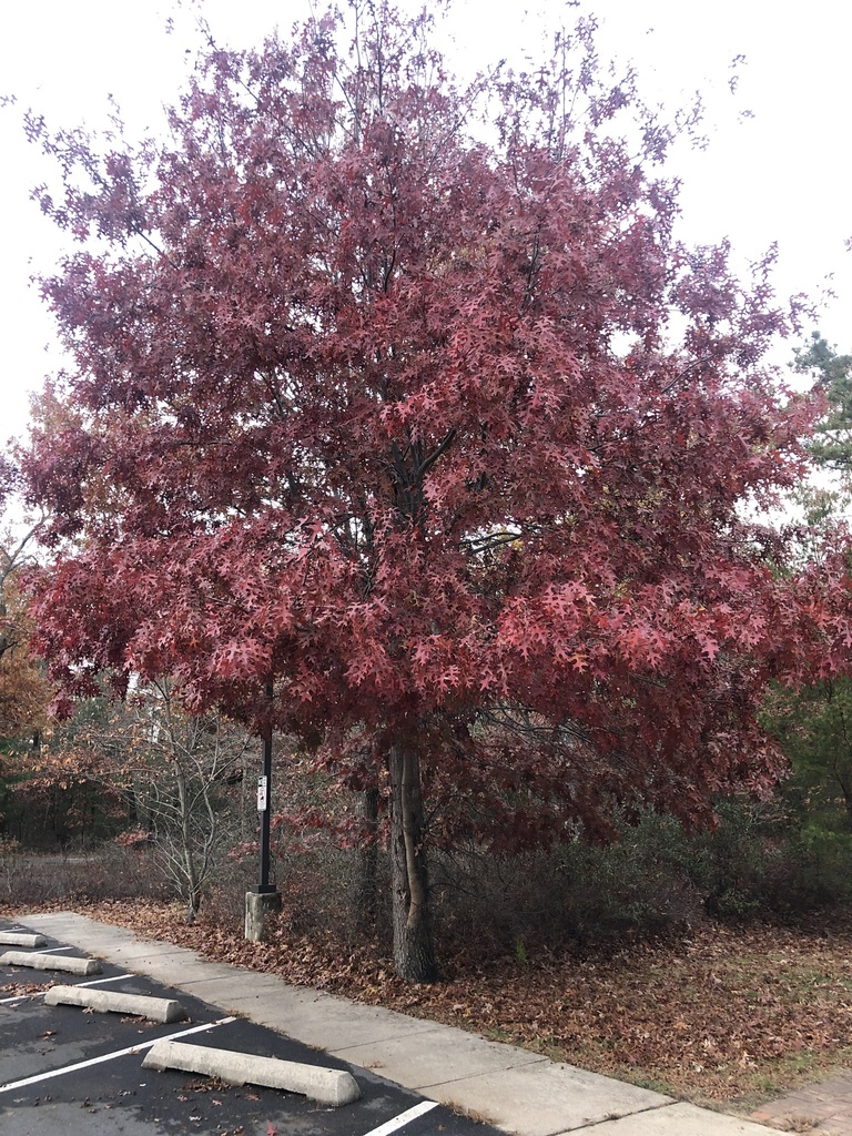 scarlet oak from Stage Rd, Tuckerton, NJ, US on November 19, 2019 at 04