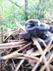 Craterellus cornucopioides