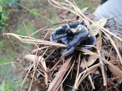 Craterellus cornucopioides