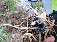 Craterellus cornucopioides