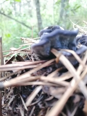 Craterellus cornucopioides