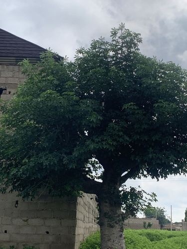 African baobab