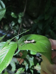 Thysanoptyx incurvata