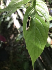 Thysanoptyx incurvata