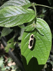 Thysanoptyx incurvata
