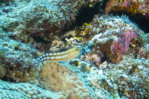Niue blenny (Ecsenius niue) — Blenniidae — 5