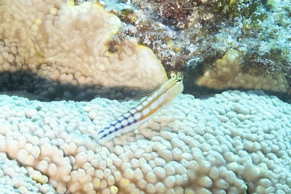 Niue blenny (Ecsenius niue) — Blenniidae