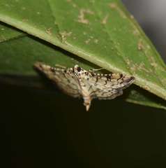 Hileithia approprialis