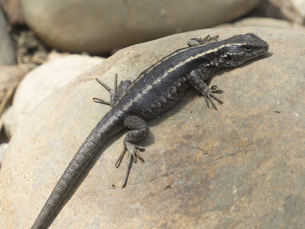 Northern Painted Smooth throated Lizard Liolaemus Septentrionalis northern-painted-smooth-throated-lizard-liolaemus-septentrionalis