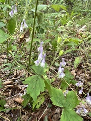 Aconitum alboviolaceum, photograph (c) Tatyana Petrenko, some rights reserved (CC BY)