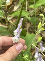 Aconitum alboviolaceum, photograph (c) Tatyana Petrenko, some rights reserved (CC BY)