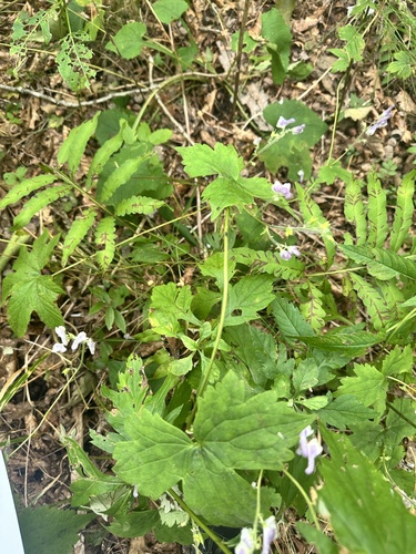 Aconitum alboviolaceum, photograph 4